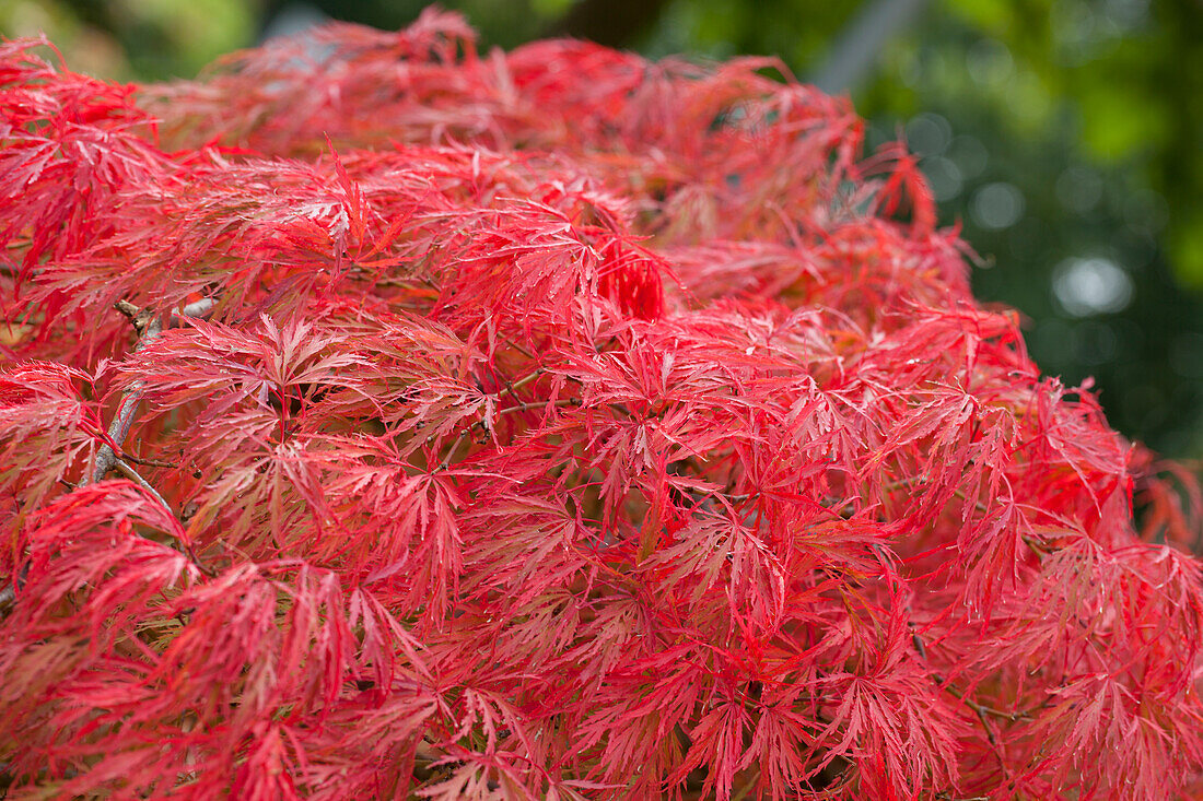 Acer palmatum 'Dissectum'