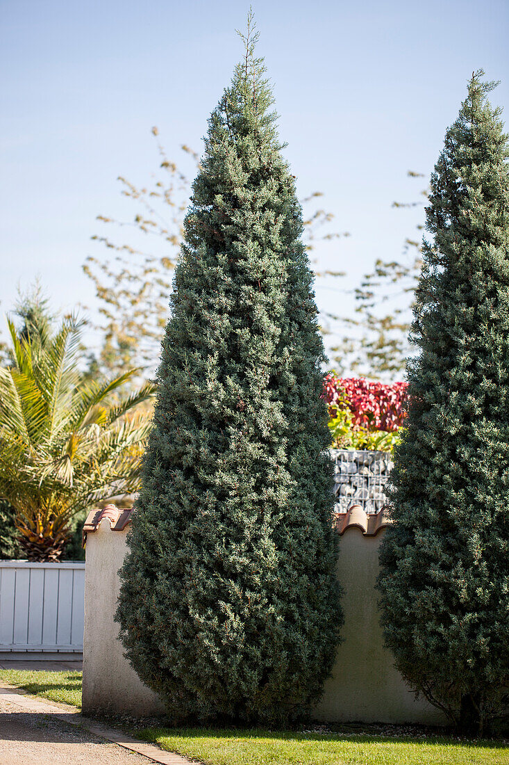 Cupressus arizonica 'Fastigiata'