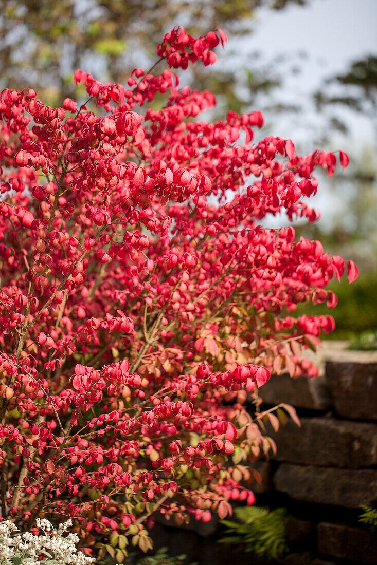 Euonymus alatus 'Compactus'