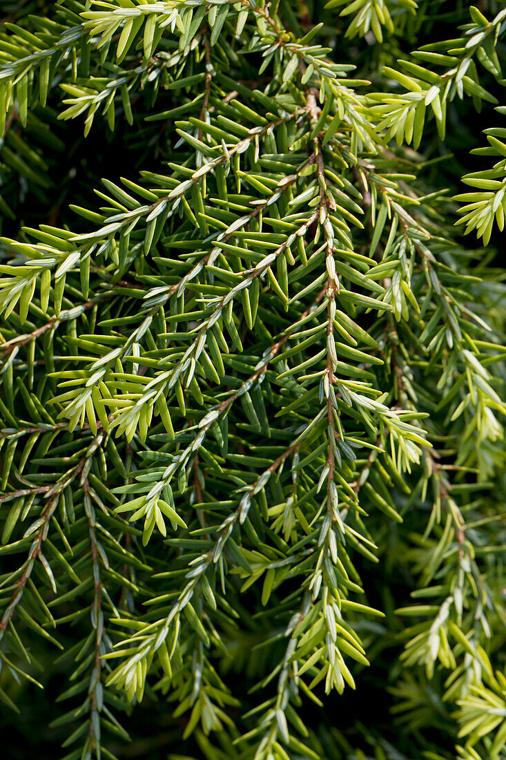 Tsuga canadensis 'Jeddeloh'