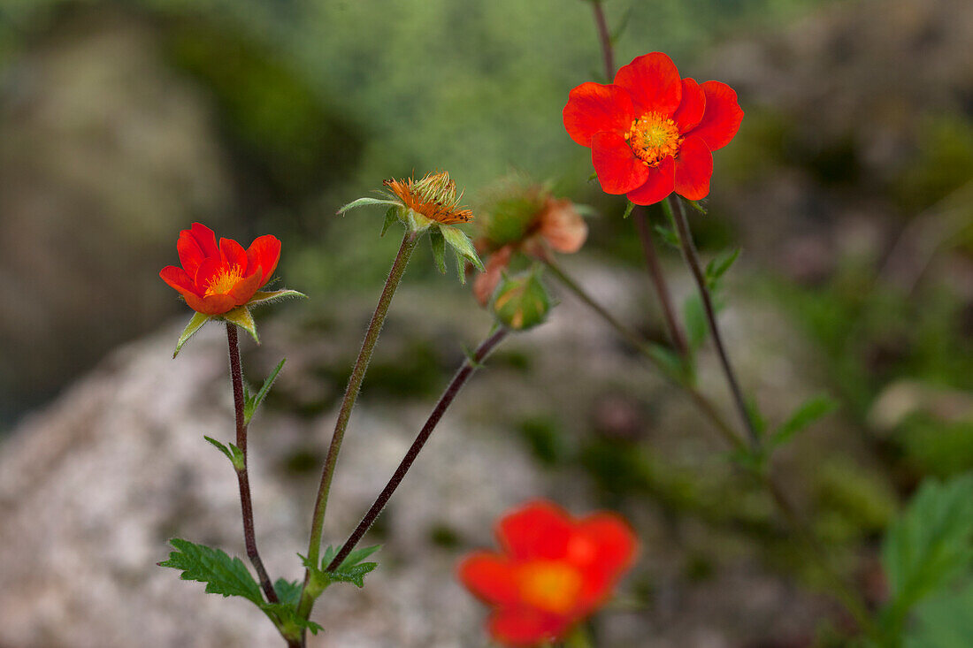 Potentilla atrosanguinea