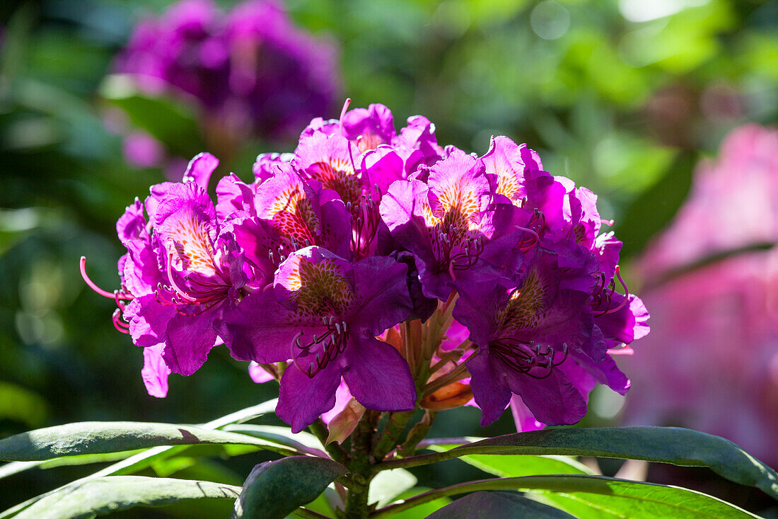 Rhododendron Hybride (großblumig)