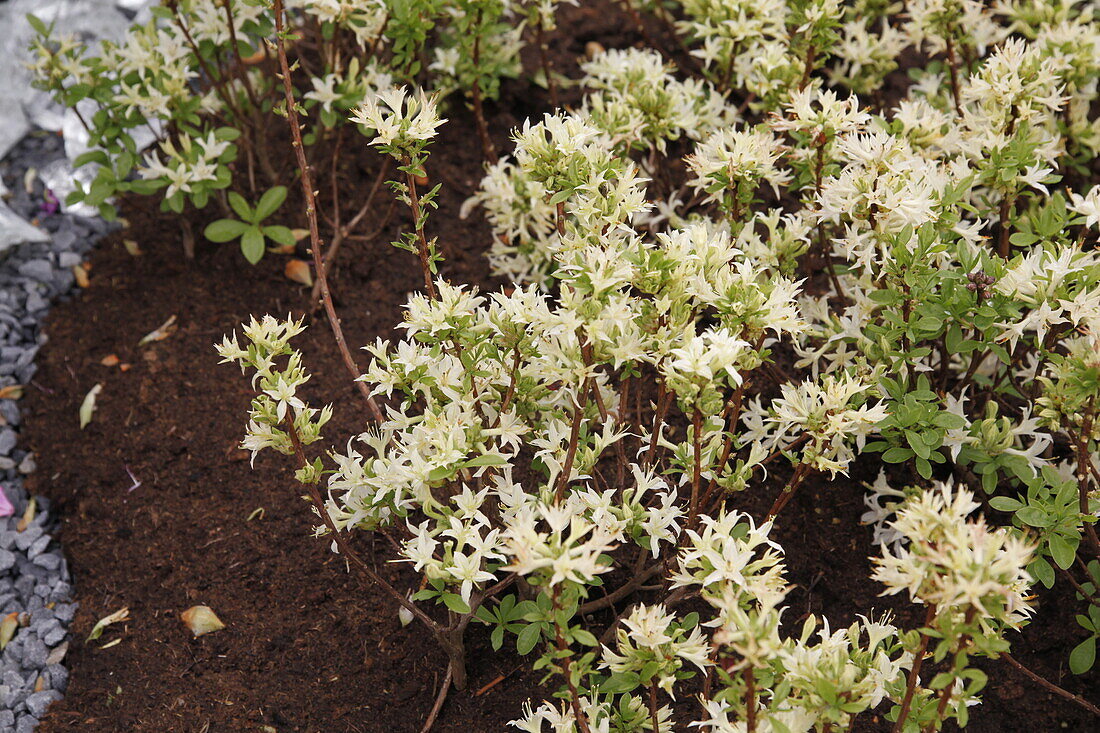 Rhododendron atlanticum