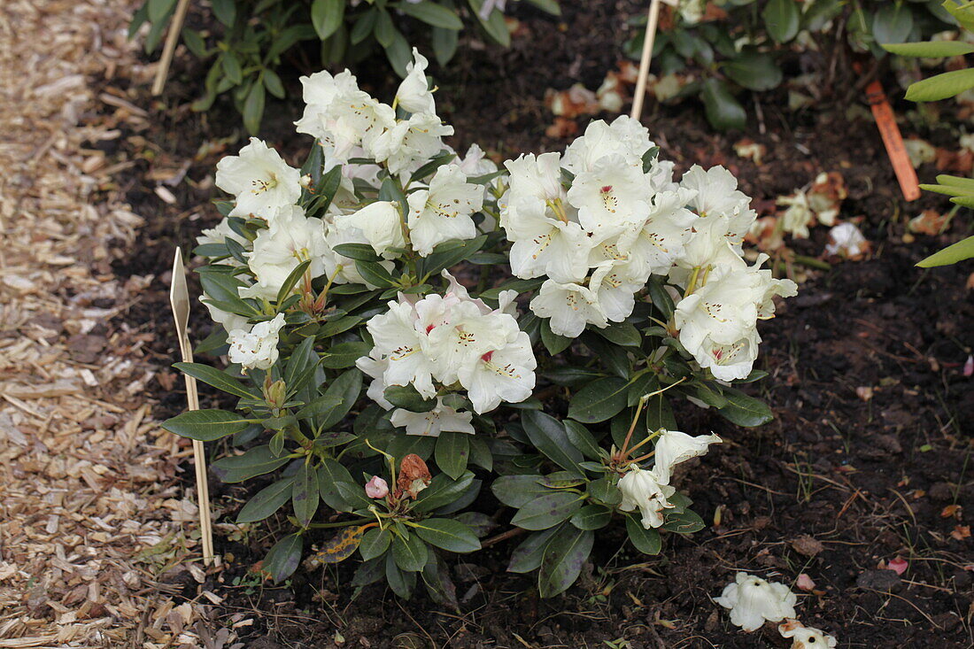 Rhododendron yakushimanum 'Babette'