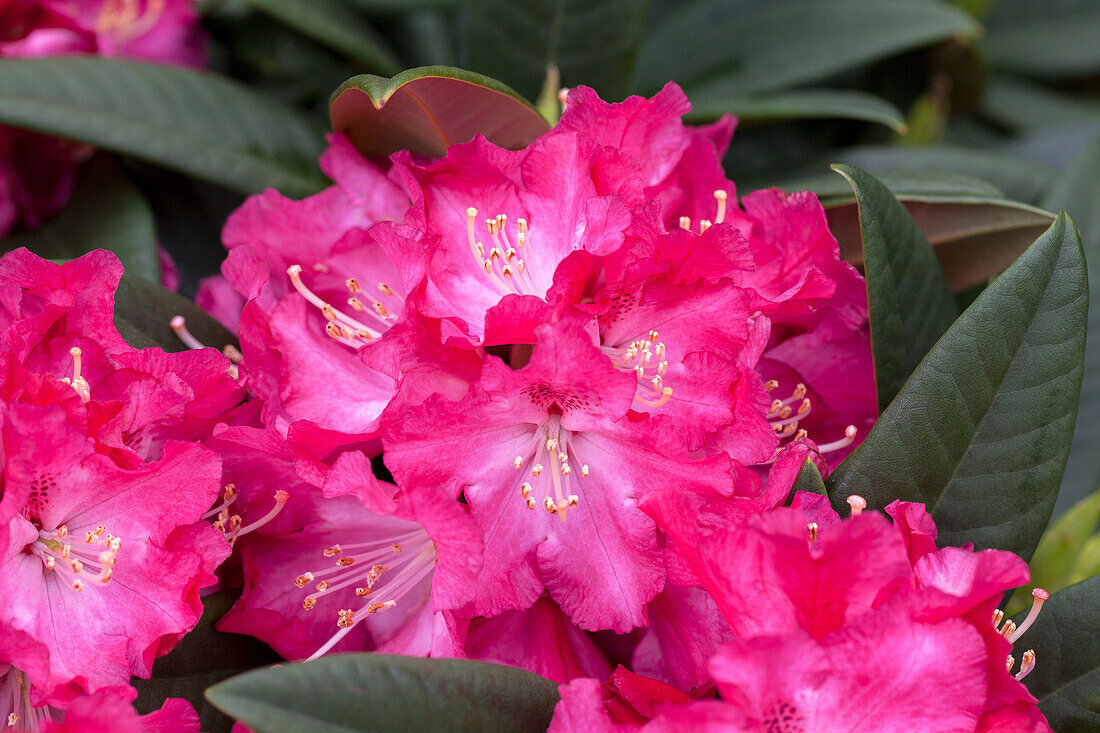 Rhododendron 'Berliner Liebe' (Berlin Love)