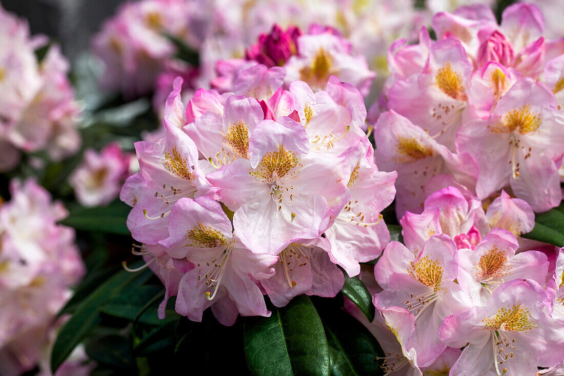 Rhododendron 'Brigitte'