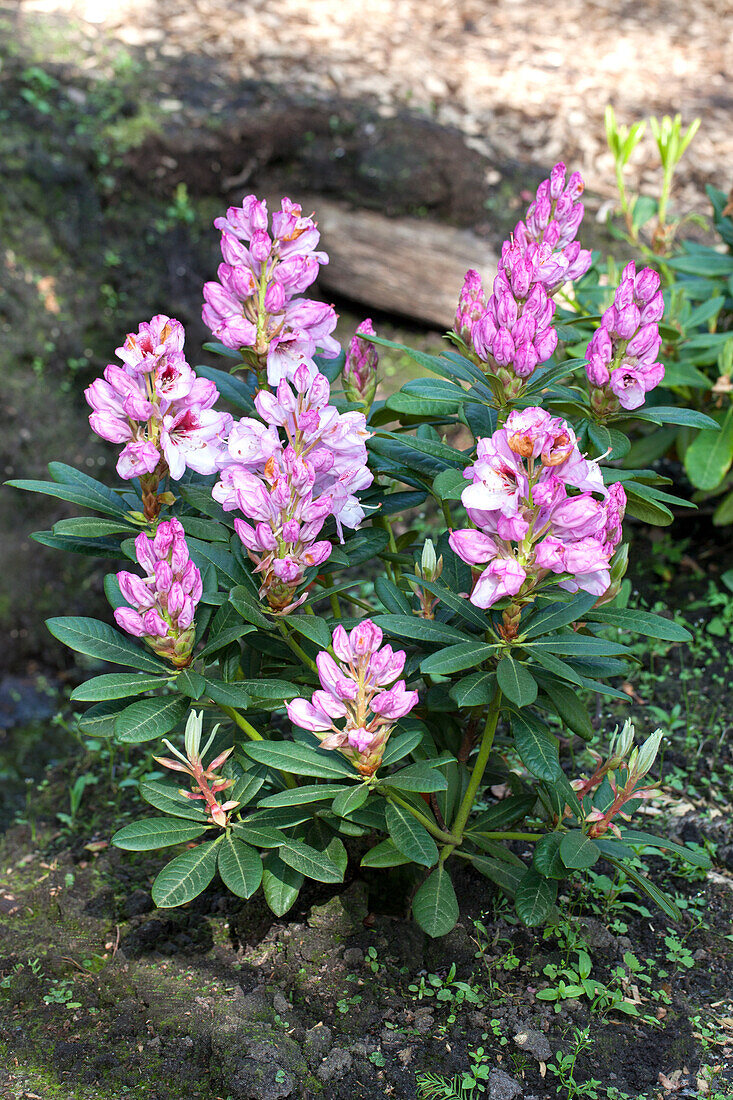 Rhododendron 'Cassata