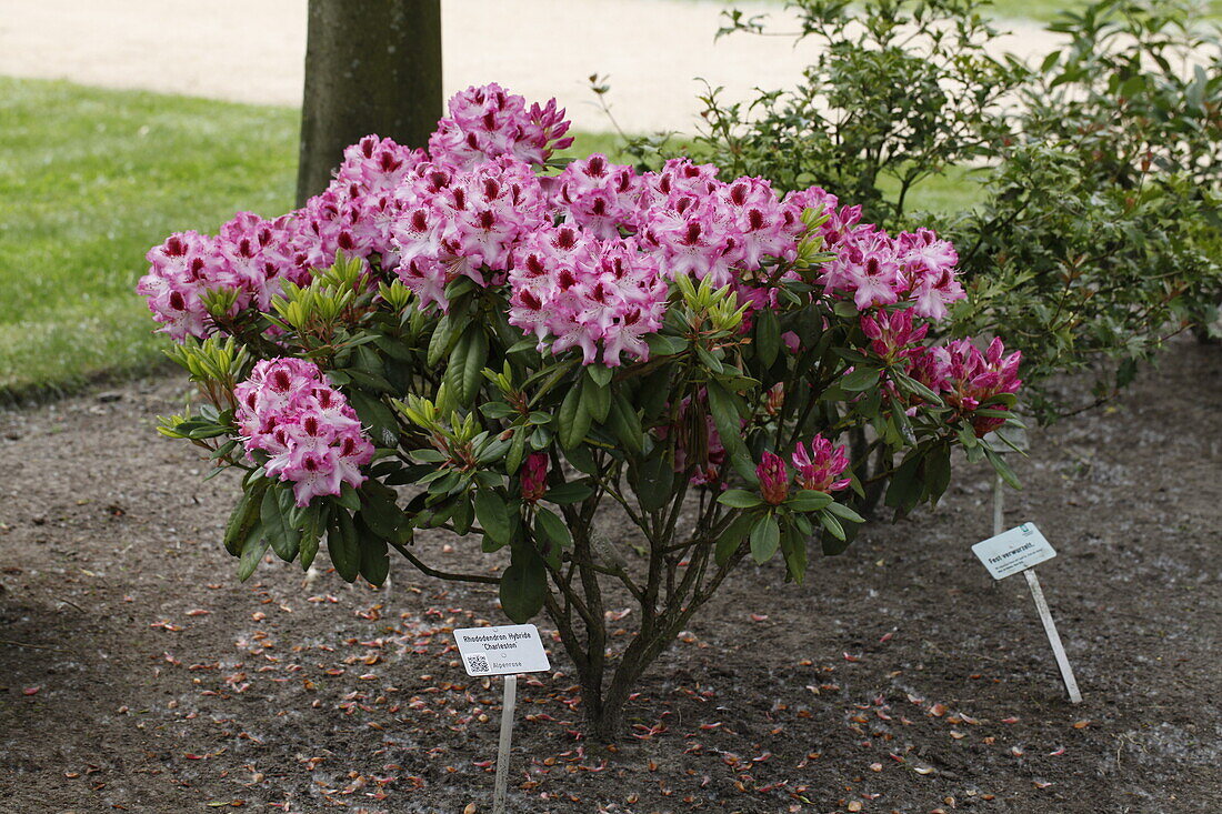 Rhododendron 'Charleston'