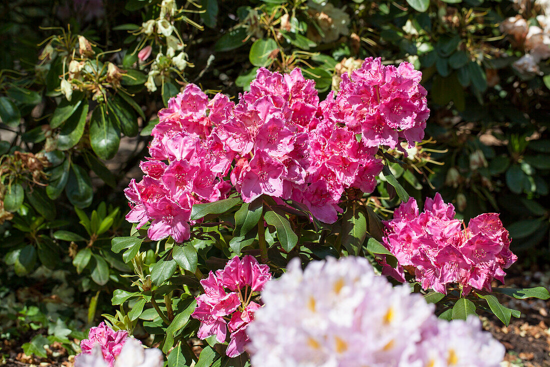 Rhododendron 'Claudine' hybrid