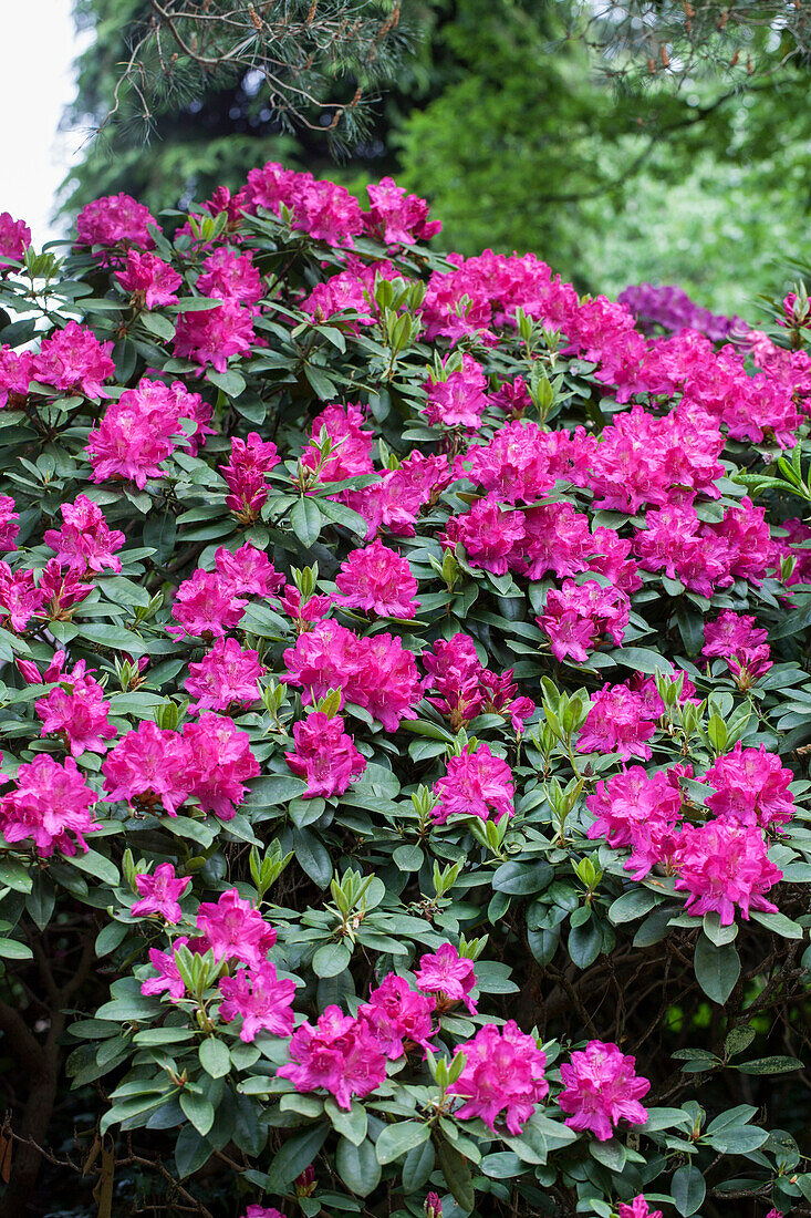 Rhododendron 'Crown Prince