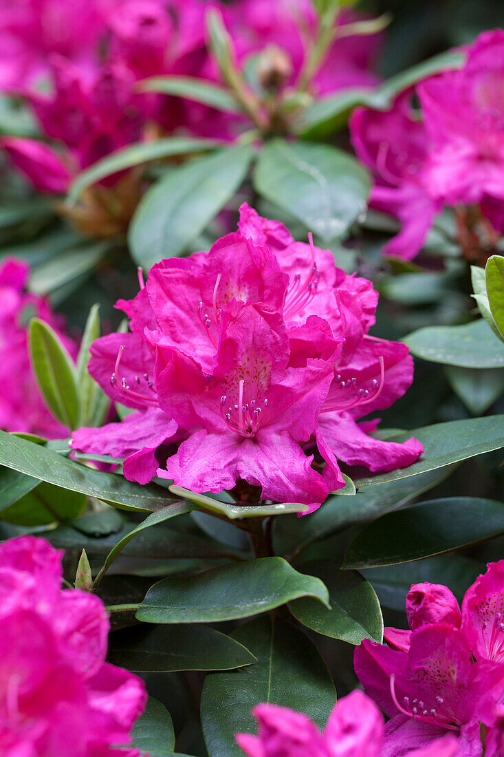 Rhododendron Crown Prince