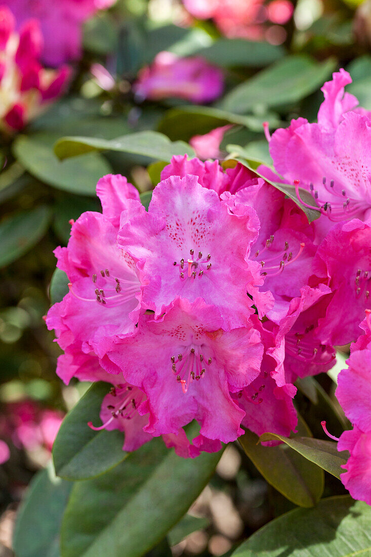 Rhododendron hybrid 'Germania'®