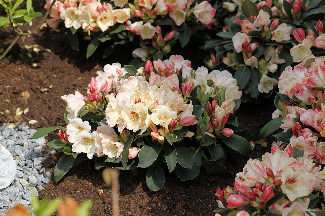 Rhododendron yakushimanum 'Gerstenkorn'