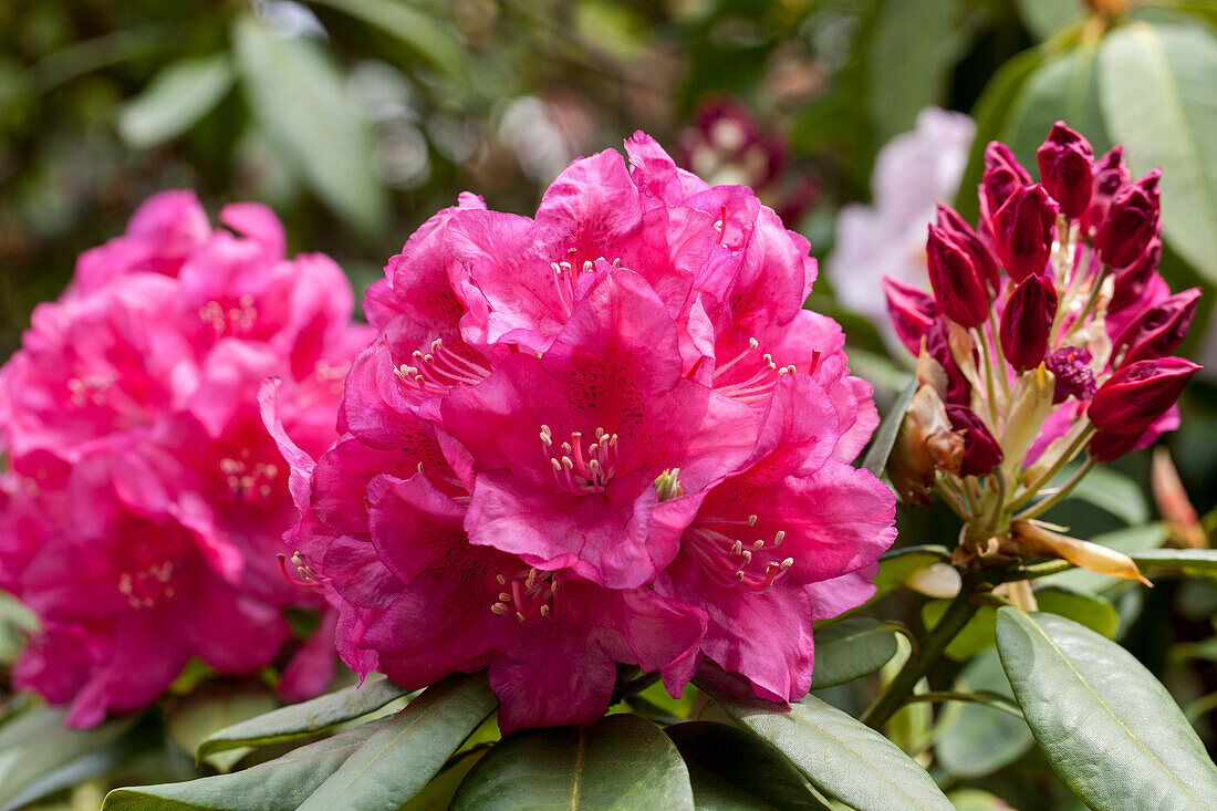 Rhododendron 'H. W. Sargent'