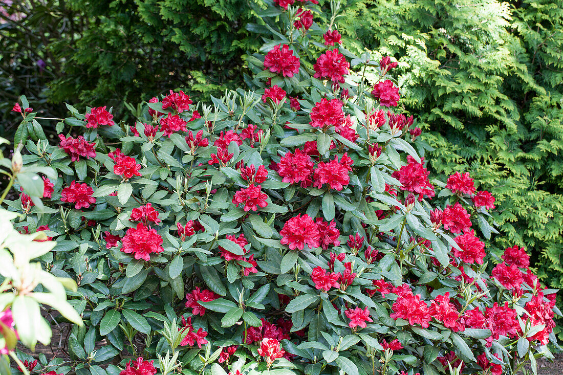 Rhododendron Hybride 'Hachmann´s Feuerschein'