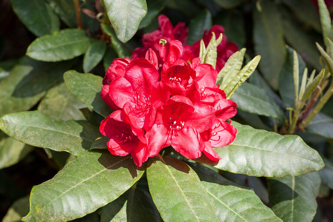 Rhododendron Hybride 'Hachmann´s Feuerschein'
