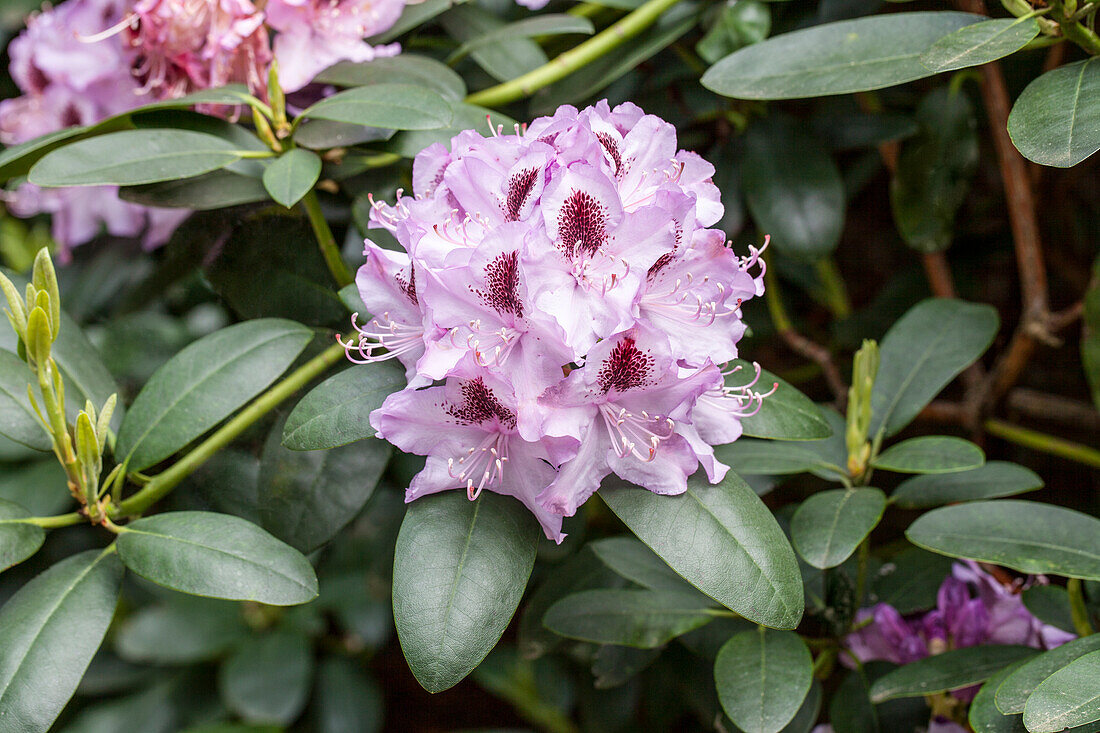 Rhododendron hybrid 'Humboldt