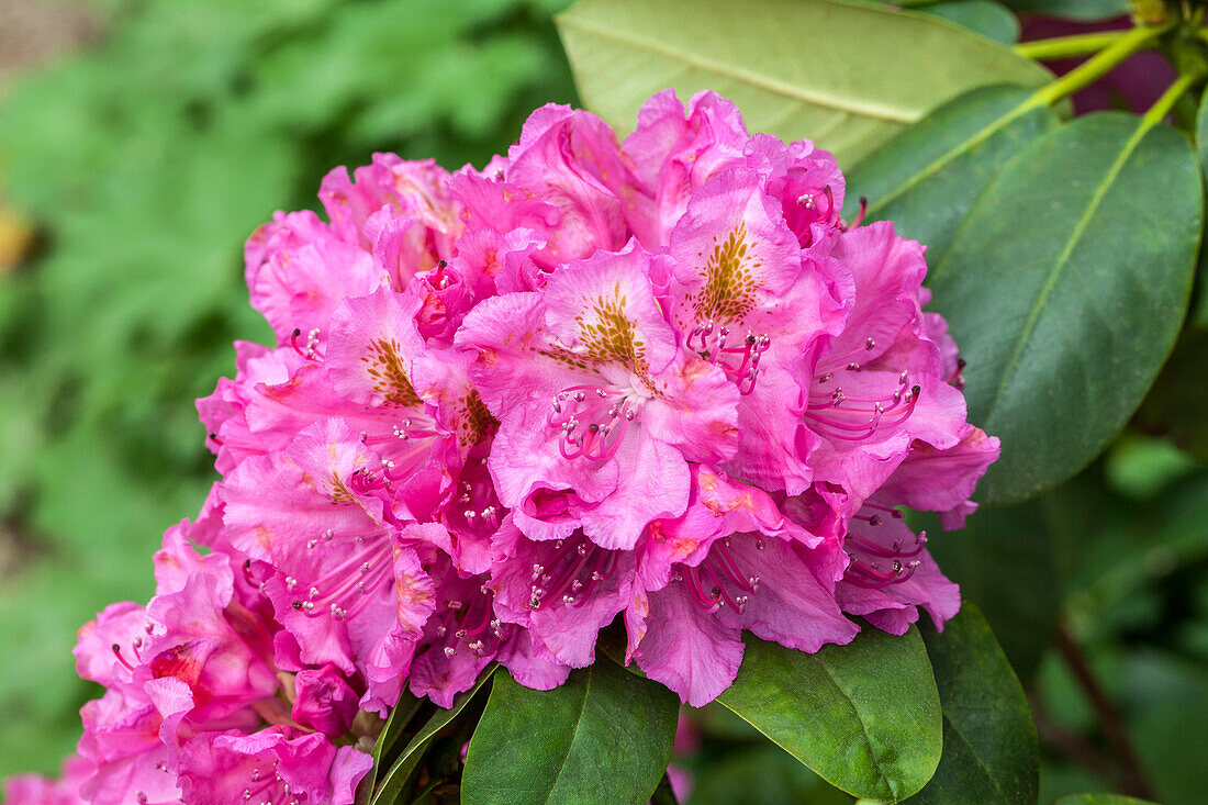 Rhododendron 'James Bateman'