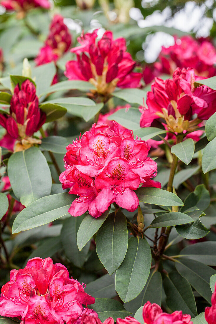 Rhododendron 'James Marshall Brooks'