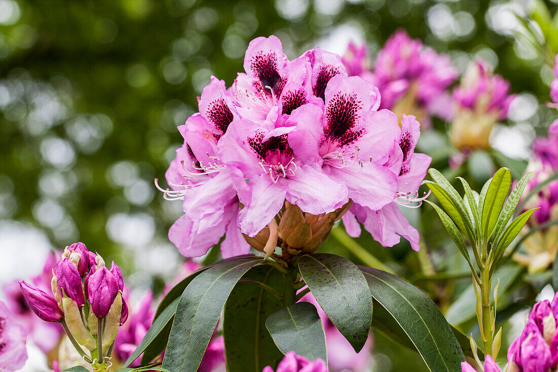 Rhododendron 'James Nasmyth