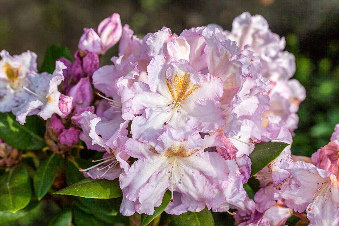Rhododendron Hybride 'Janet Blair'