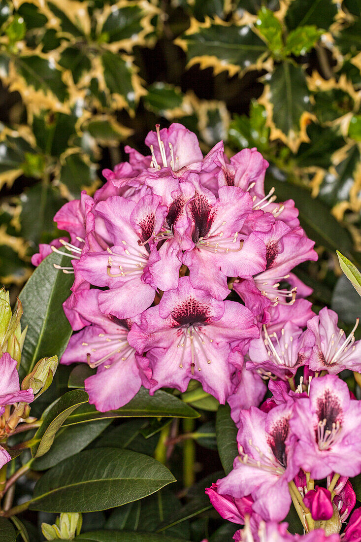 Rhododendron 'Kokardia'®