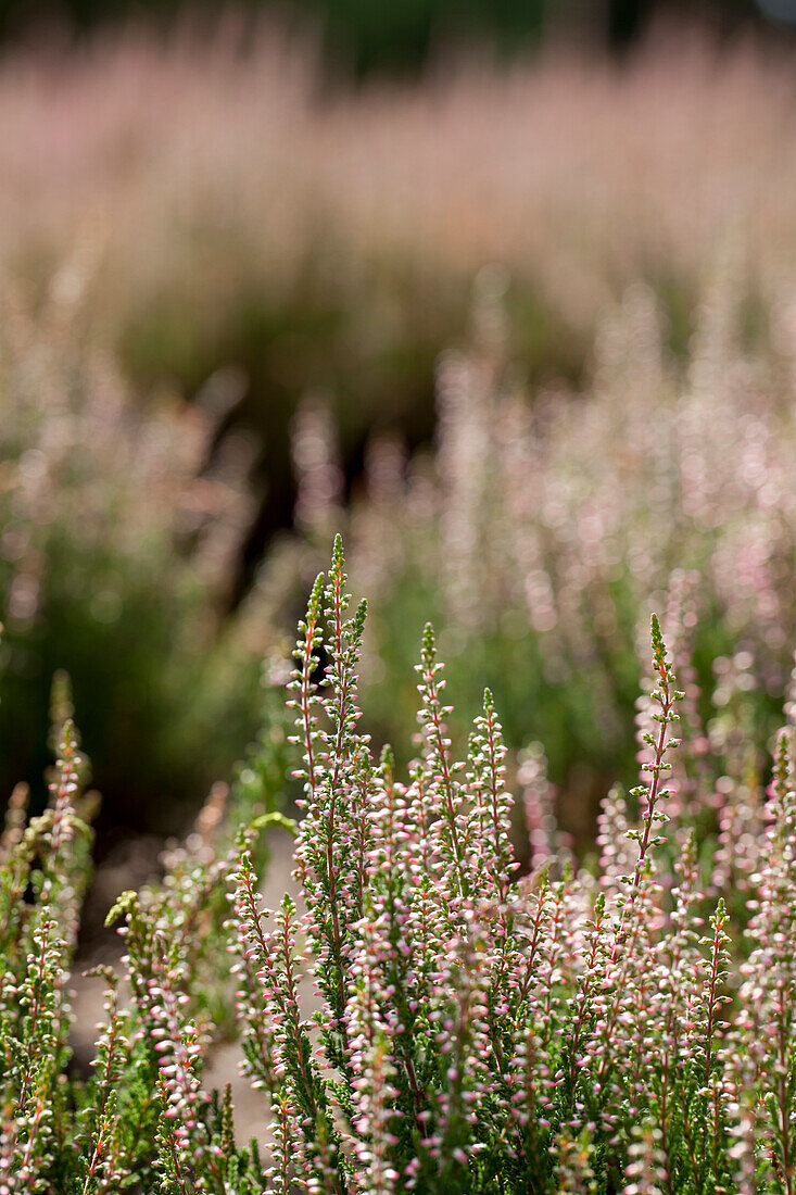 Calluna vulgaris Gardengirls® 'Aphrodite'