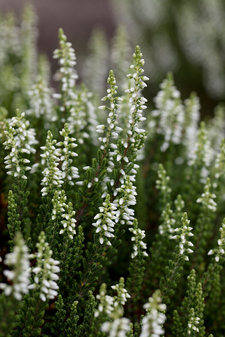 Calluna vulgaris Gardengirls® 'Madonna'(s)