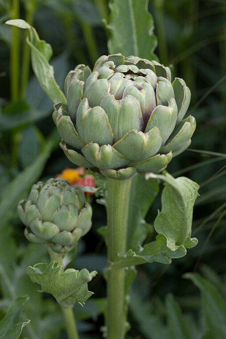 Cynara cardunculus