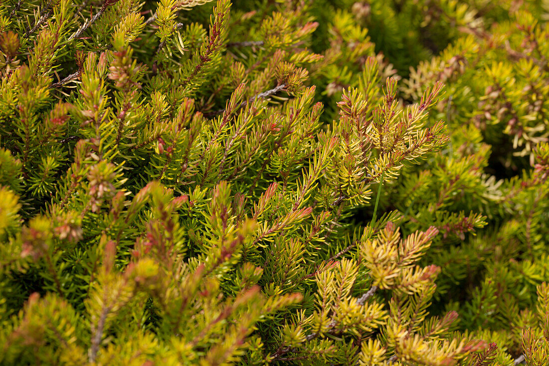 Erica carnea 'Nadja'