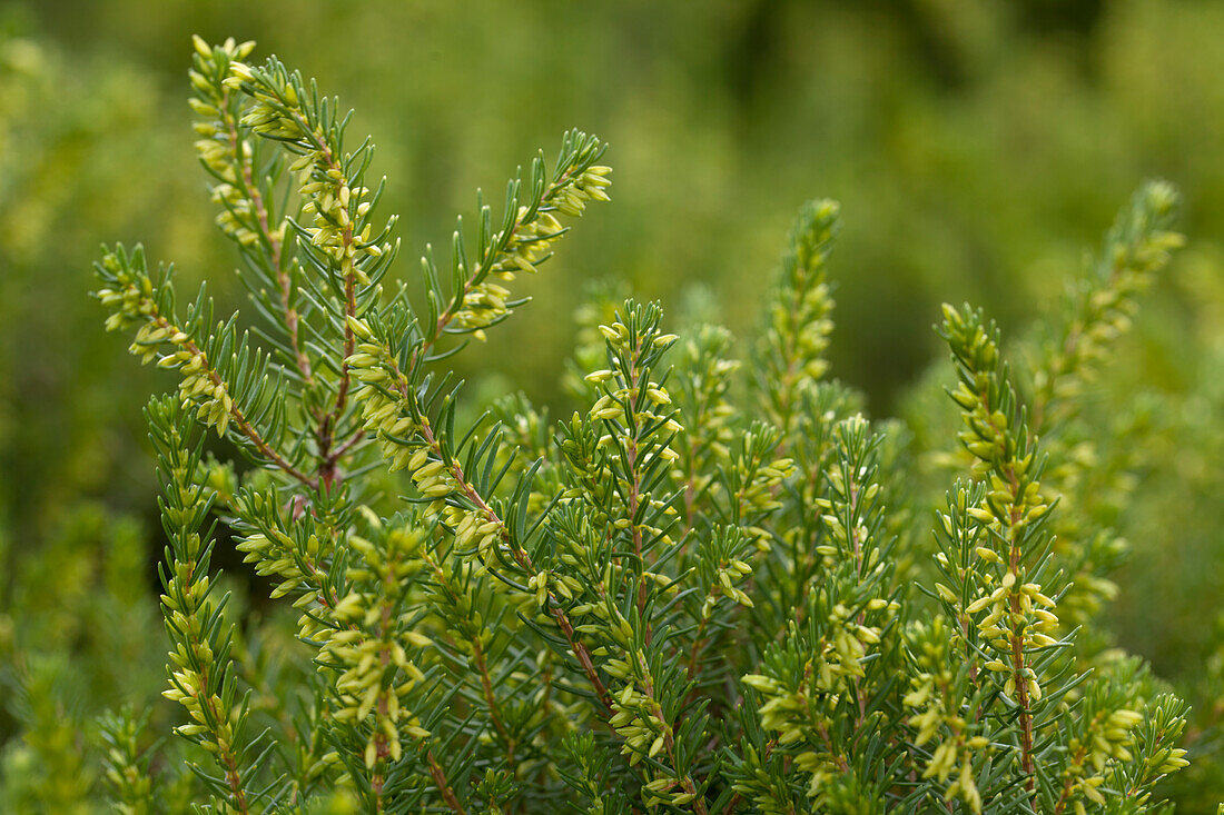 Erica darleyensis White Perfection