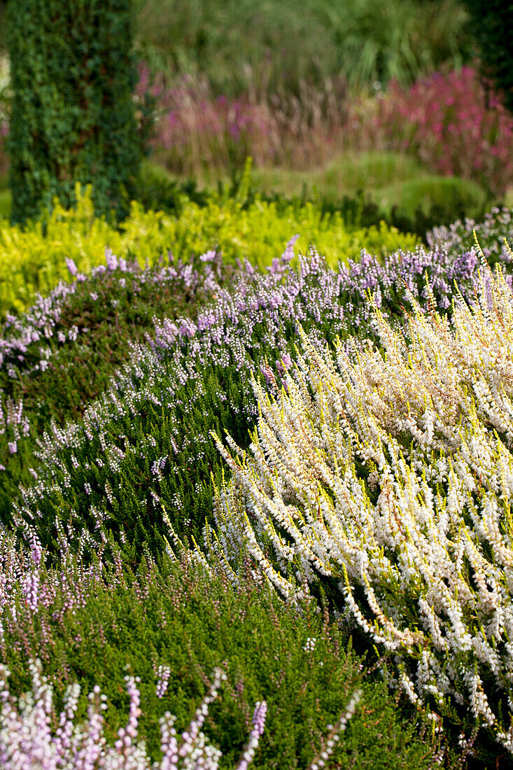 Calluna vulgaris