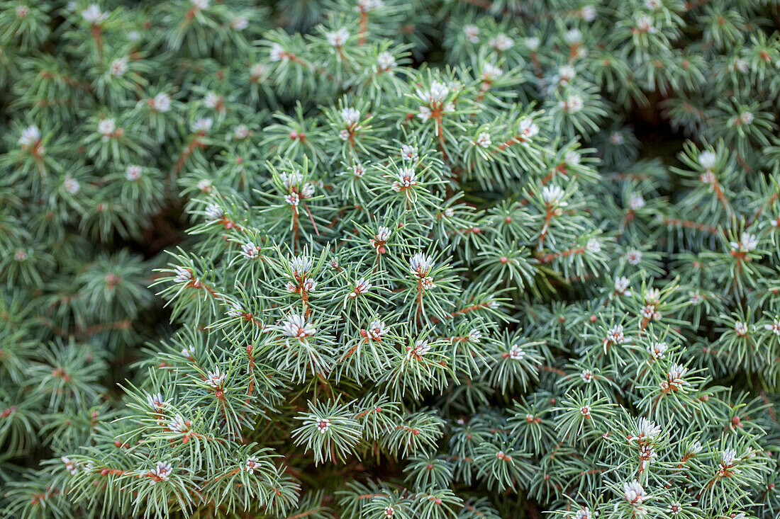 Picea glauca 'Blue Wonder'(s)