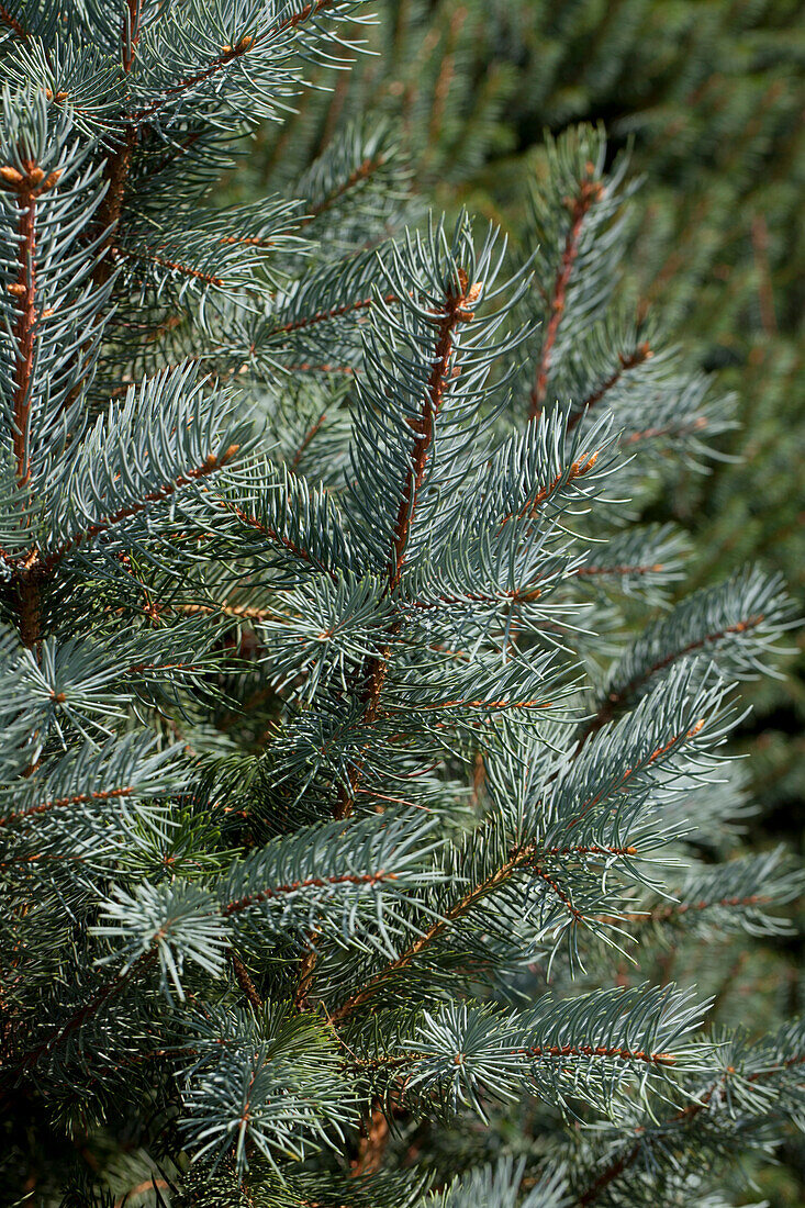 Picea pungens 'Iseli Fastigiata'