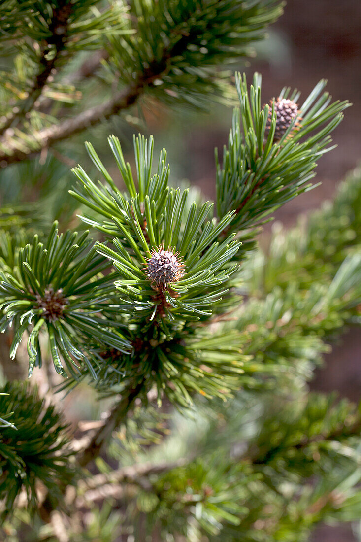 Pinus longaeva 'Sherwood Compact'