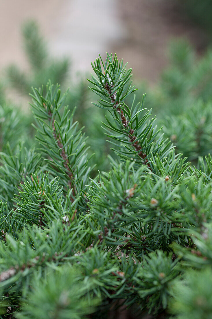 Pinus banksiana 'Tucker's Dwarf'