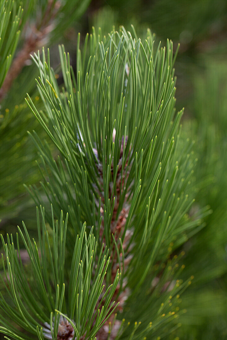 Pinus heldreichii 'Compact Gem'