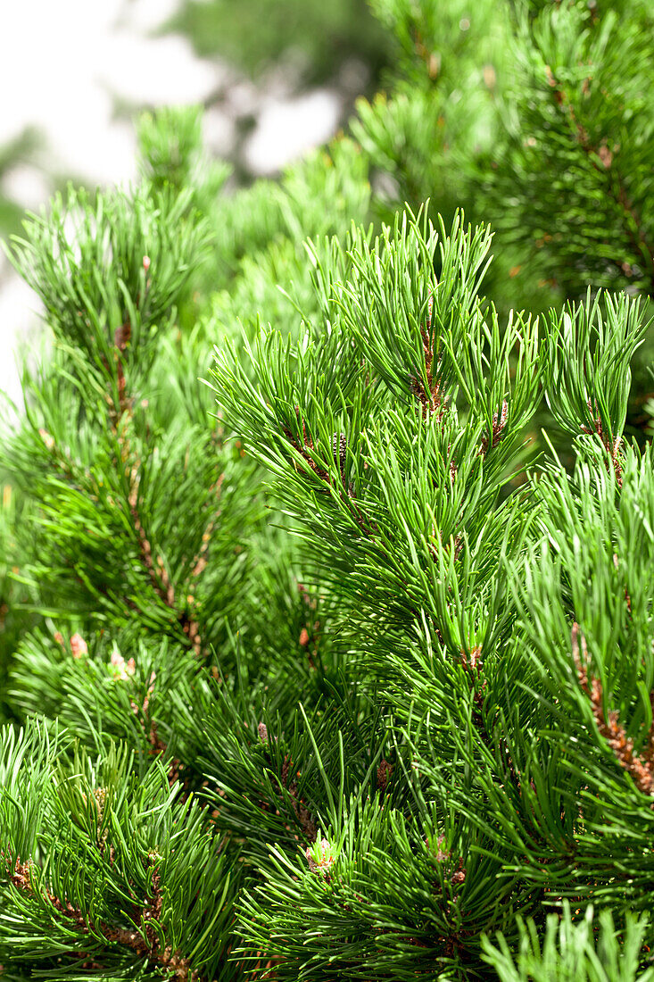 Pinus mugo 'Carsten´s Wintergold'