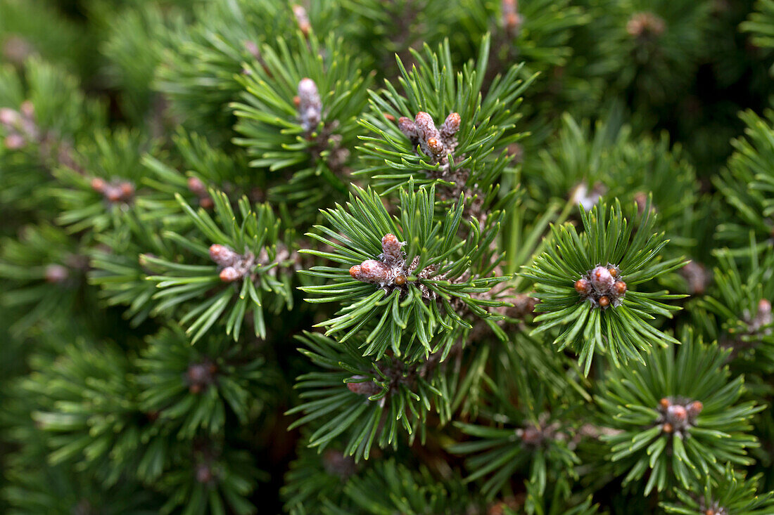 Pinus mugo 'Mini Mops'