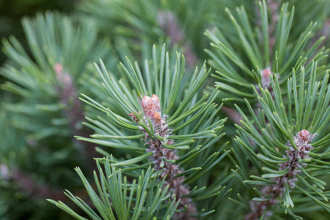 Pinus mugo 'Mops'