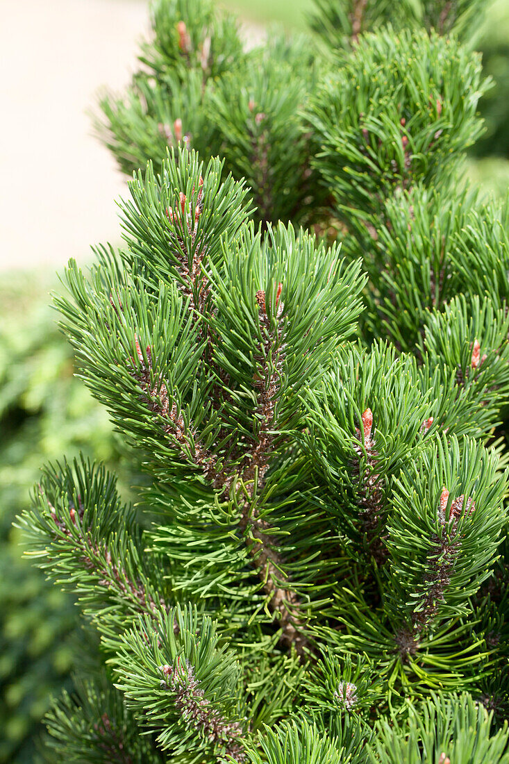 Pinus mugo 'Picobello'