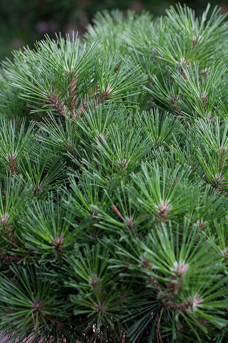 Pinus nigra 'Gaelle Bregon'