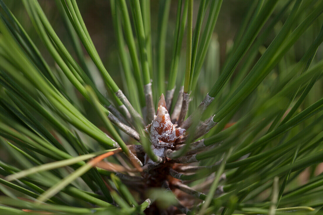 Pinus nigra 'Hornibrookiana'