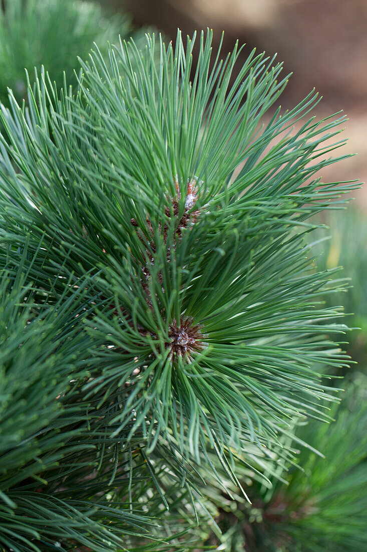 Pinus rigida 'Sherman Eddy'