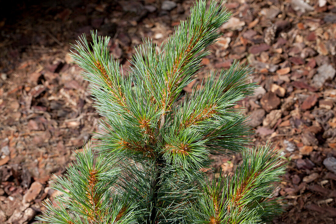 Pinus strobus 'Macopin