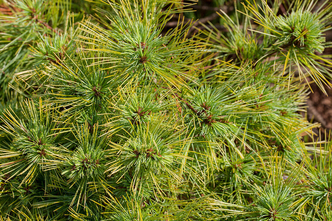 Pinus strobus 'Minima'