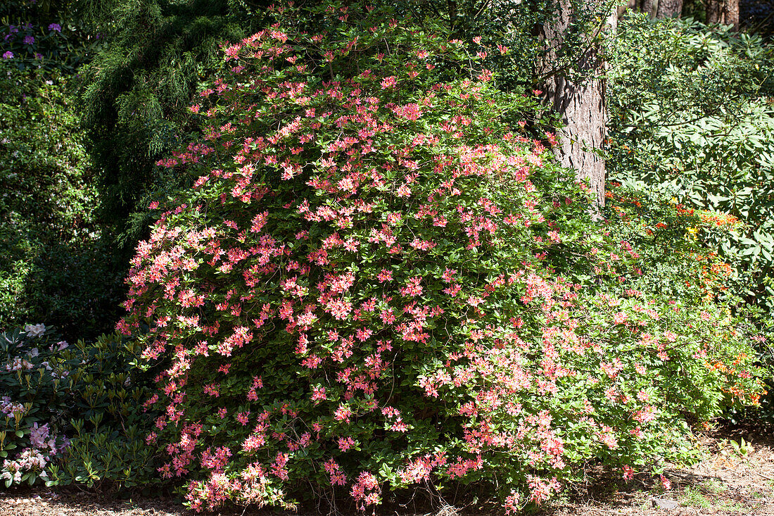 Rhododendron luteum