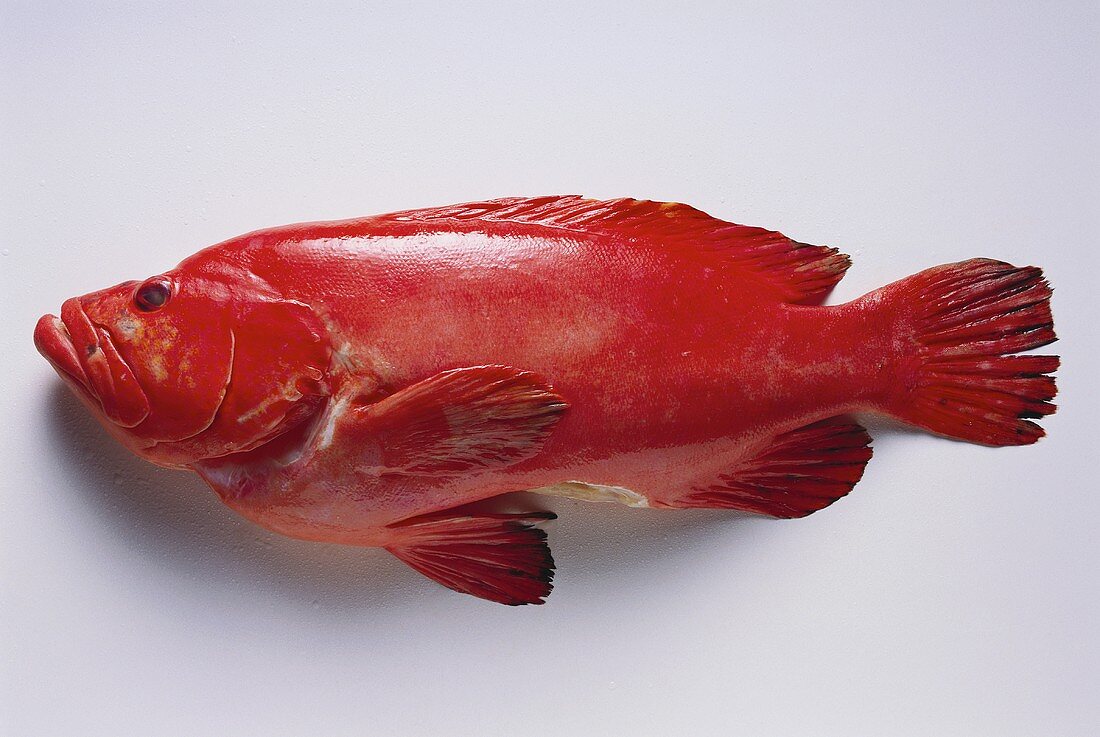 Erdbeerbarsch (Meeresfisch)