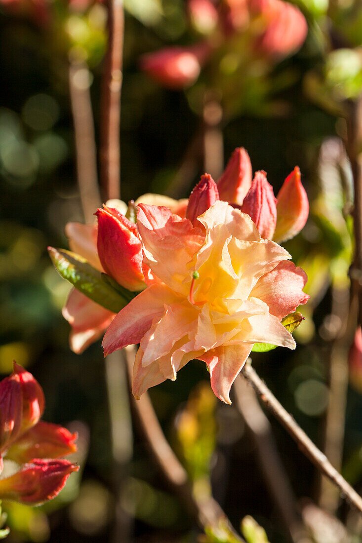 Rhododendron luteum 'Cannon's Double'