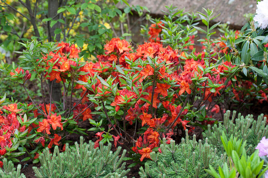Rhododendron luteum 'Parkfeuer'